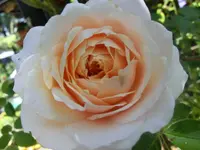 CIMG7811.webp