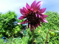 CIMG7815.webp