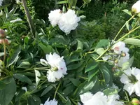 CIMG7829.webp