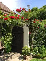 G_Blume_Kletterrose_rot_Gartentor__21.05.2014_mr.ditschy.webp