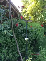 G_Blume_Strauchrose_rot_Stalltür__21.05.2014_mr.ditschy.webp