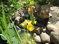 garten 25.5 001.webp