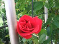 garten 25.5 002.webp
