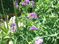 garten 25.5 006.webp