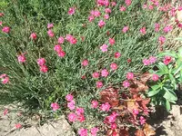 garten 25.5 007.webp