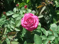 garten 25.5 008.webp
