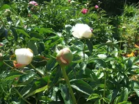 garten 25.5 009.webp