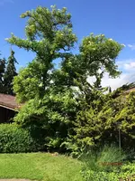G_Holunder_Blüte__17.05.2014_mr.ditschy.webp