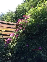 G_Blume_Clematis_lila__21.05.2014_mr.ditschy.webp