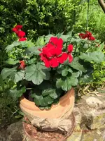 G_Blume_Edel-Geranie_Topf__21.05.2014_mr.ditschy.webp