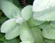 HPIM4815.webp