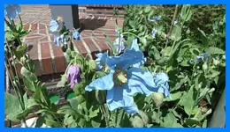 066.webp