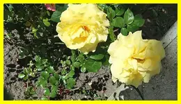 009.webp