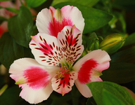 Inkalilie_makro_640.webp