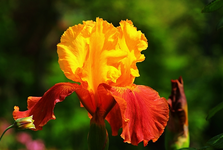 Iris barbata elat Torero2_640.webp