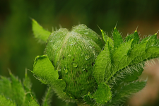 Staudenmohn_grün_Wassertropfen_makro_640.webp