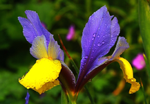 Iris_blau_gelb_Wassertropfen_makro_640.webp