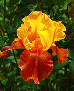 Iris barbata elat Torero_500.webp