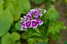 DSC_0016.webp