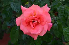 DSC_0026.webp