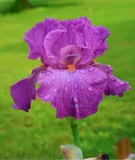 ever after.webp