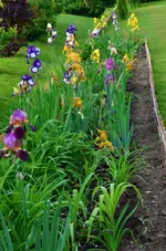 irisbeet.webp