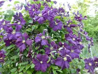 P1090443.webp