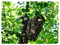 Bienenschwarm.webp