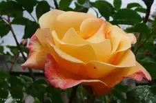 CIMG4672.webp