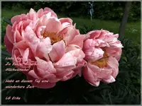 Palmen Garten 10.05 (133).webp