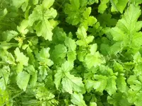 image(1).webp