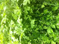 image(2).webp