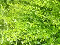 image(4).webp