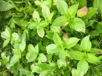 image(7).webp