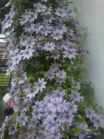 wunderbare Clematis 006.webp