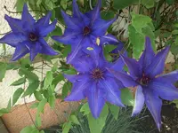 wunderbare Clematis 014.webp