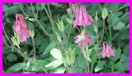 004.webp