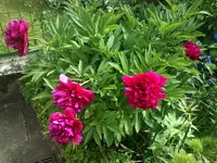 letzte Maifotos 011.webp