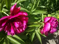 Clematis+Frühling 016.webp