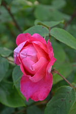 BenjaminBritten.webp