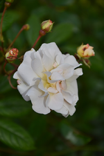DSC_1700.webp