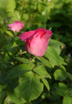 DSC_1708.webp