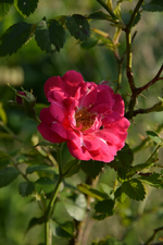 DSC_1709.webp