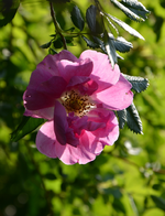 DSC_1715.webp