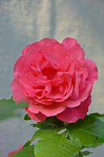 RosariumUetersen.webp