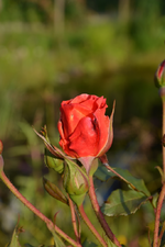 Westerland.webp