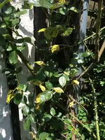 G_Blume_Kletterrose_rot_Gartentor_Sternrußtau__21.05.2014_mr.ditschy.webp