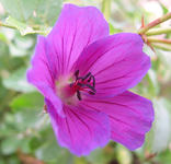 Gernaium palustre Sumpfstorchschnabel.webp