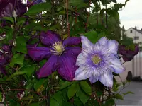DSCI2555.webp