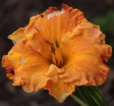 Taglilie 140526.webp